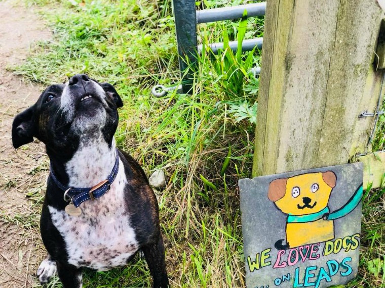 dog friendly holidays, dog friendly accommodation