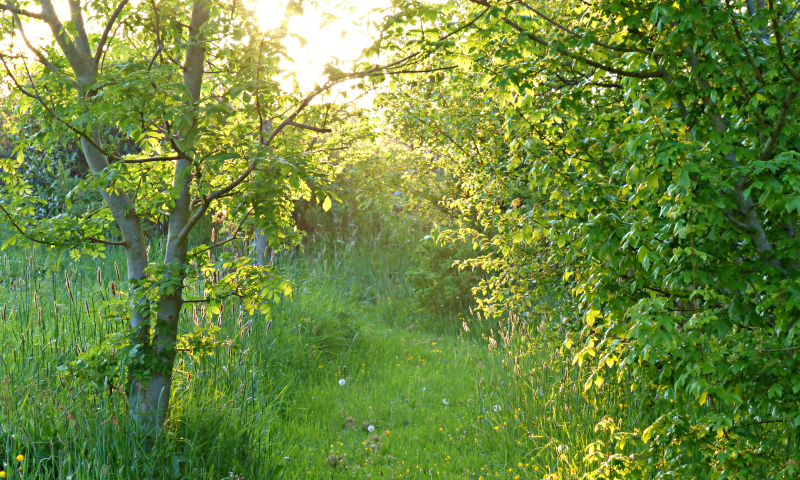 nature, rewilding, eco camping, sustainable tourism, low impact tourism , green holiday