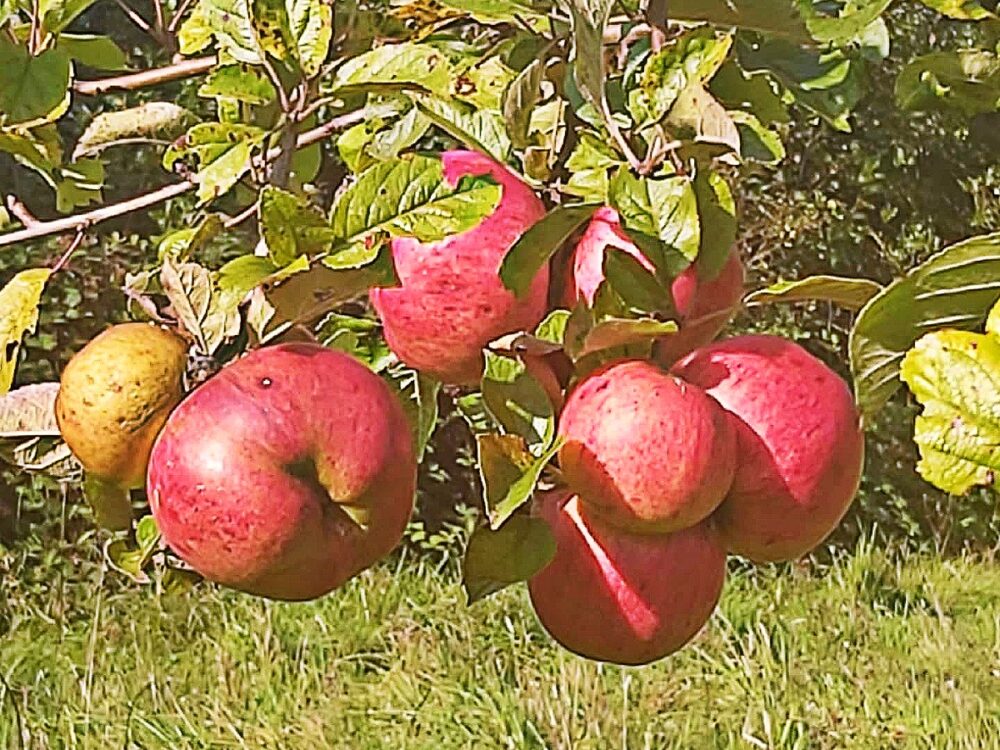 orchard, apples, bees, glamping, nature, off grid