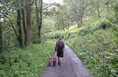 Ceredigion, dog friendly walks, woodland walks with dogs