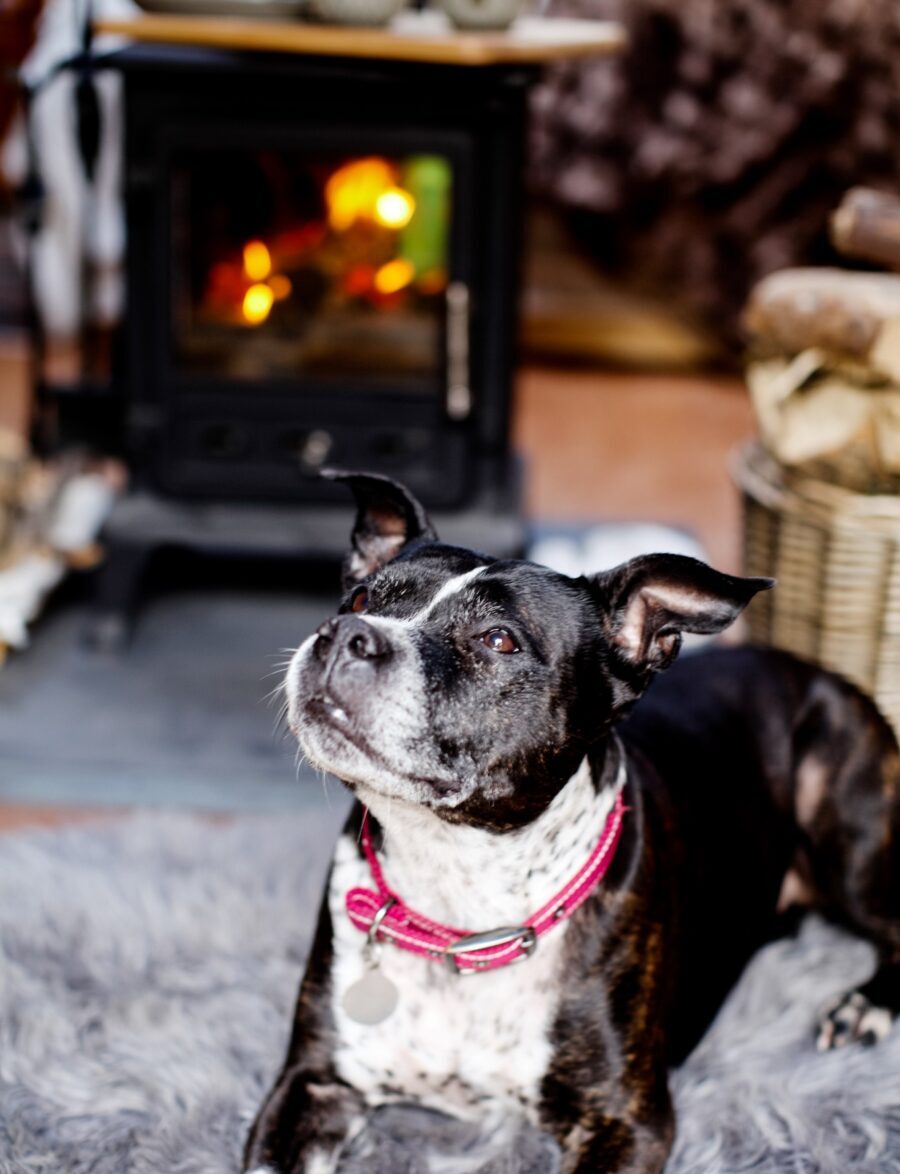 dog friendly holidays, dog friendly accommodation