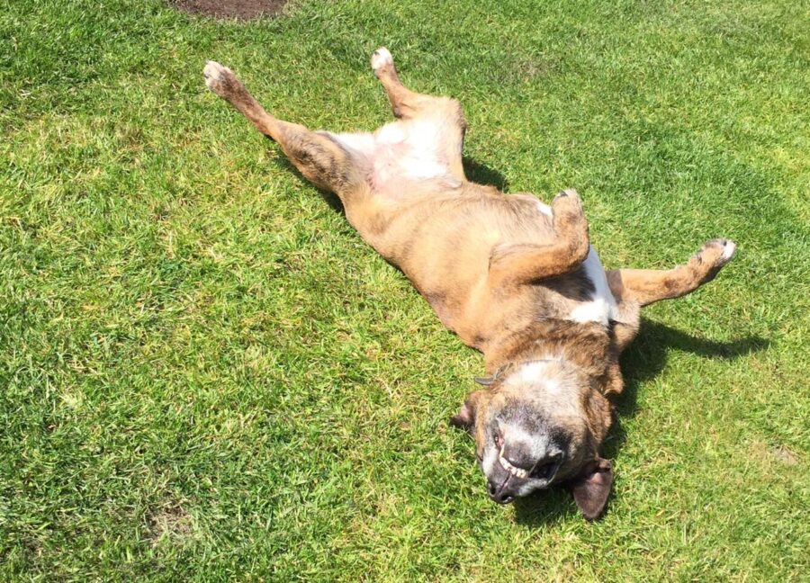 dog friendly holidays UK, dog friendly accommodation UK