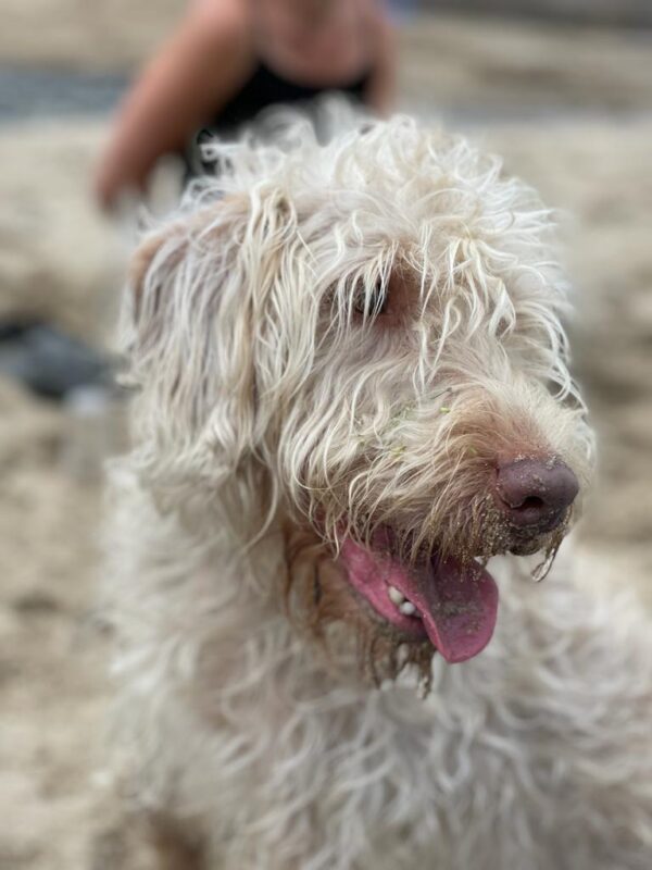 Cardigan Bay, dog friendly beaches, dog beaches