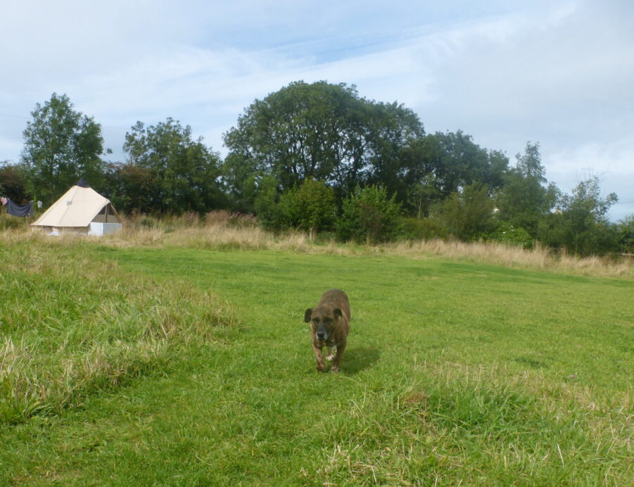 dog friendly holidays, dog friendly accommodation