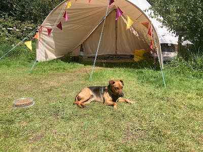 dog friendly holidays, dog friendly accommodation